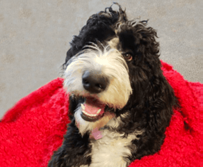 Molly the Bernedoodle