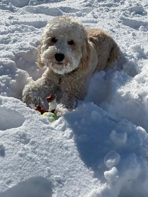 Morris in the snow